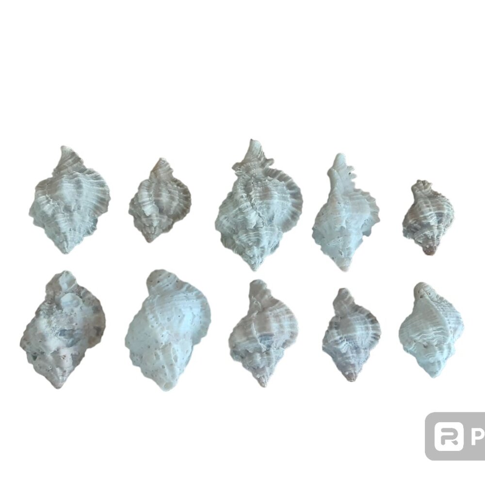 Set Of 10 Apple Murex (Phyllonotus Pomum) Seashells 1.25"-2.25"